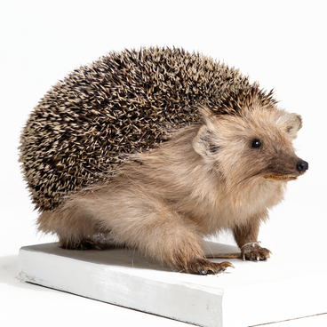 Daurian hedgehog