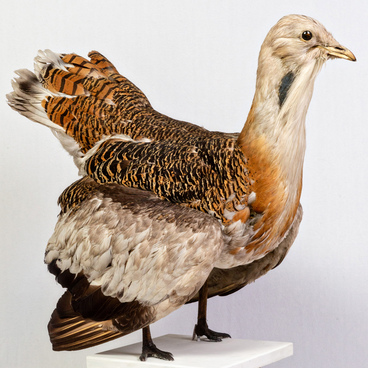 Bustard