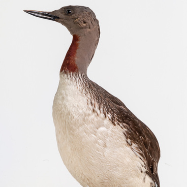 Red-throated loon