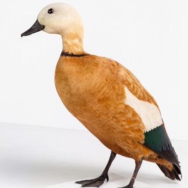 Ruddy shelduck