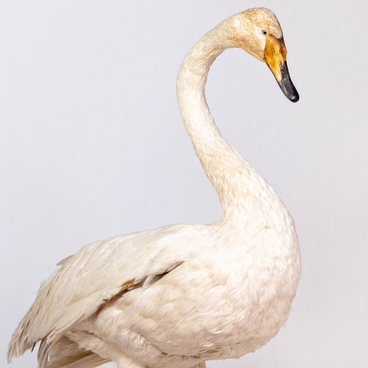 Whooper swan