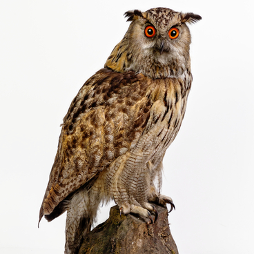 Eagle owl