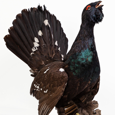 Rock capercaillie