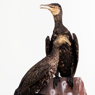 Common cormorant