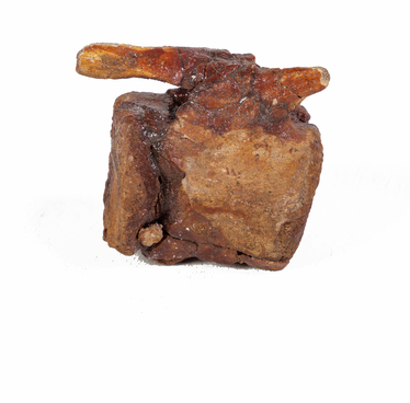 Distal caudal vertebra of a sauropod