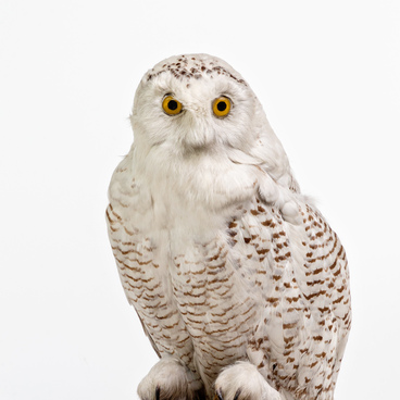 White owl 