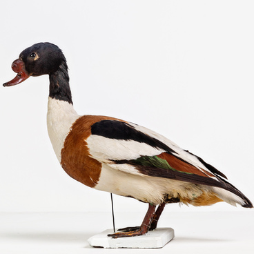 Shelduck