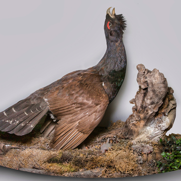 Courting wood grouse