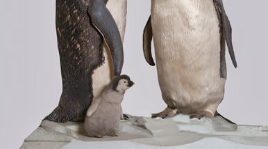 Emperor Penguins