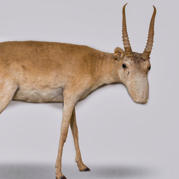 The saiga antelope