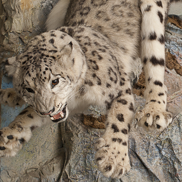 Snow Leopard