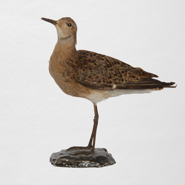 Curlew sandpiper