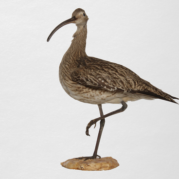 Eurasian curlew