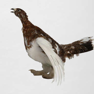 Ptarmigan