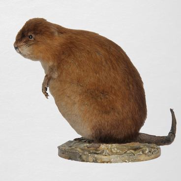 Muskrat