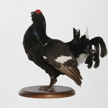 Black grouse