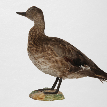 Gadwall