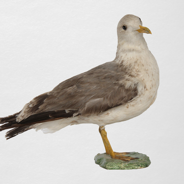 Common gull