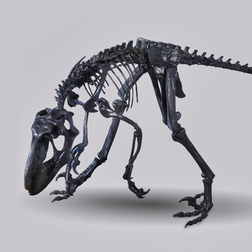 Deinonychus skeleton