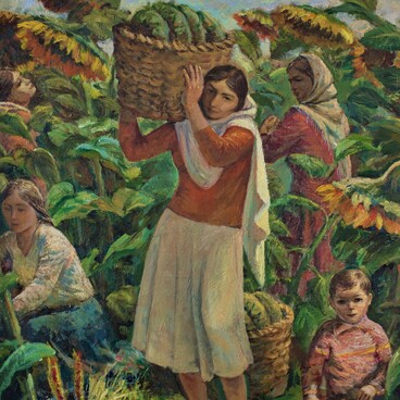 Sunflower Harvest