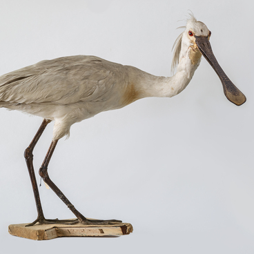 Eurasian spoonbill