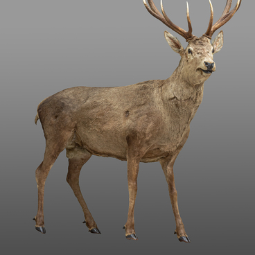 Caucasian red deer