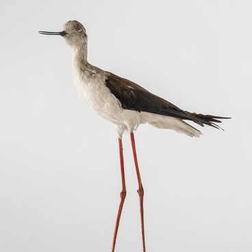 Black-winged stilt