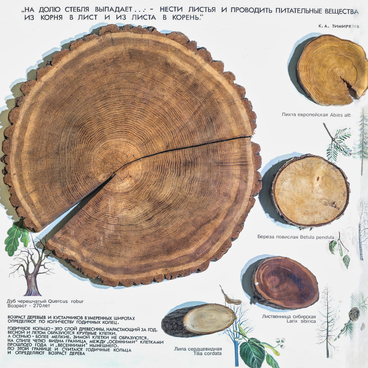 Cross-Sectional Cut of an English Oak Trunk