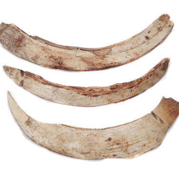 Wild hog tusks with marks of processing