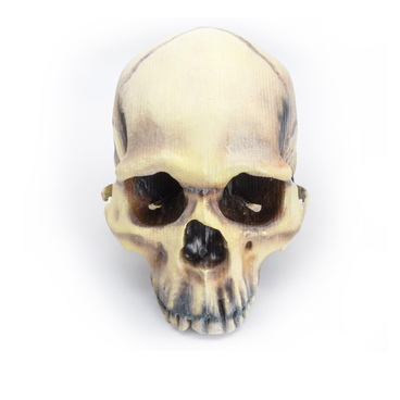 Homo Sapiens skull model