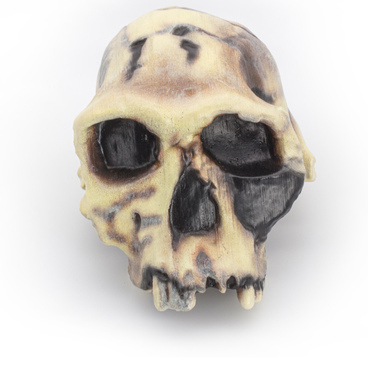 Homo habilis skull model