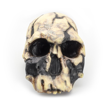 Homo rudolfensis skull model