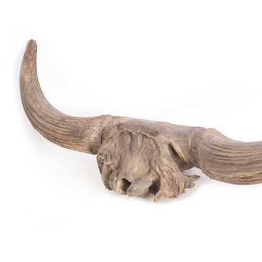 Steppe bison skull