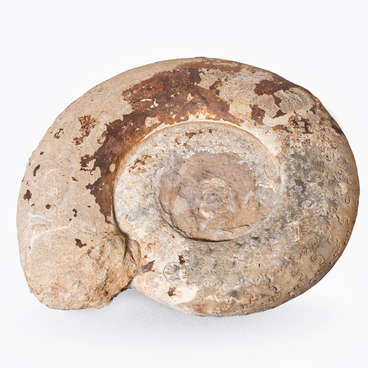 Ammonite shell