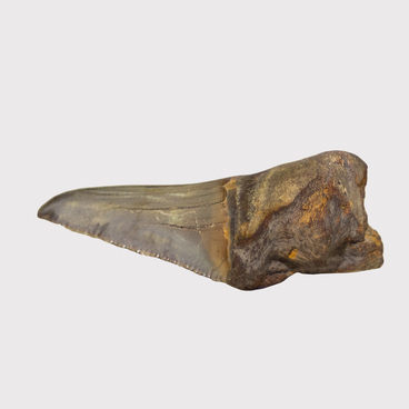 Otodus shark tooth