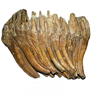 Фрагмент зубов мамонта