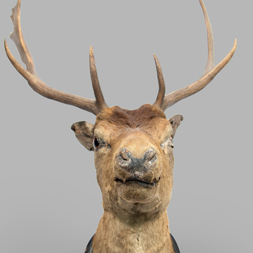 Stuffed fallow deer (head)