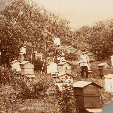 Photo of the apiary in Ilyinovka