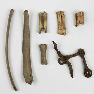 Bones of domestic animals