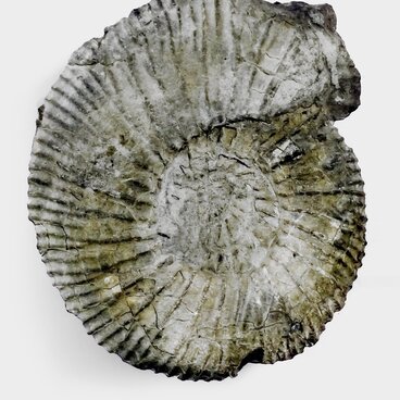 Ammonite