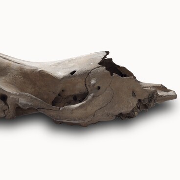 Woolly Rhinoceros skull