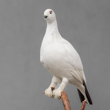 Willow ptarmigan