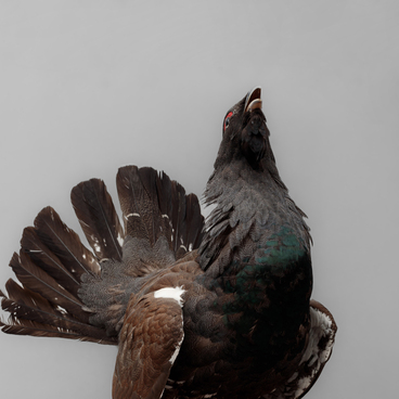 Capercaillie