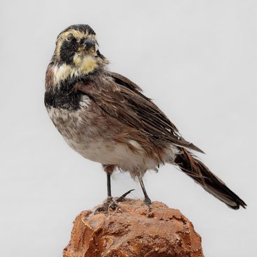 Horned lark