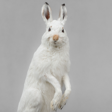 Mountain hare