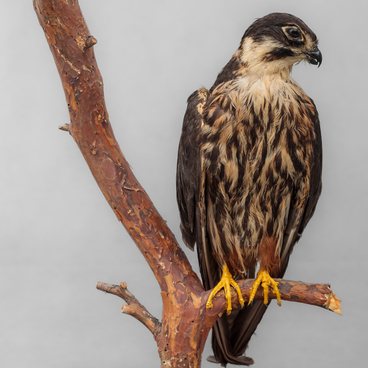 Peregrine falcon