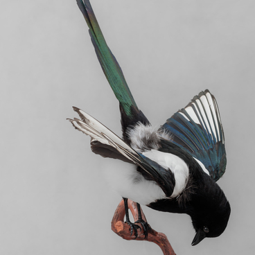 Eurasian magpie