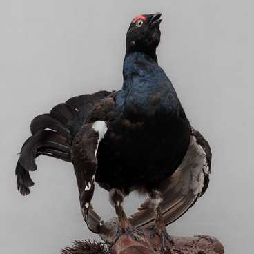 Black grouse