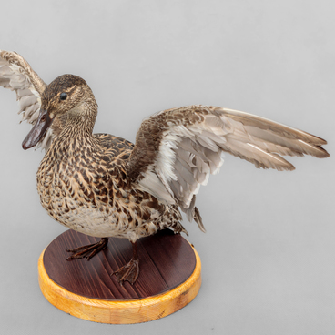 Northern shoveler