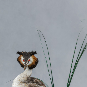 Great crested grebe